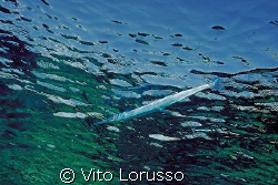 Fish by Vito Lorusso 